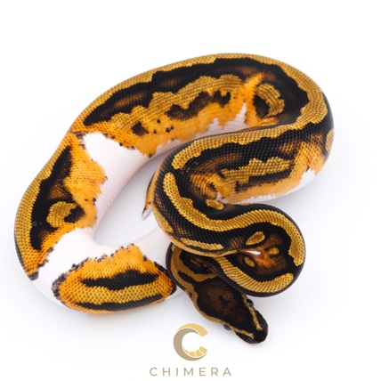 Suma 100% Het Pied Ball Python by Chimera - MorphMarket