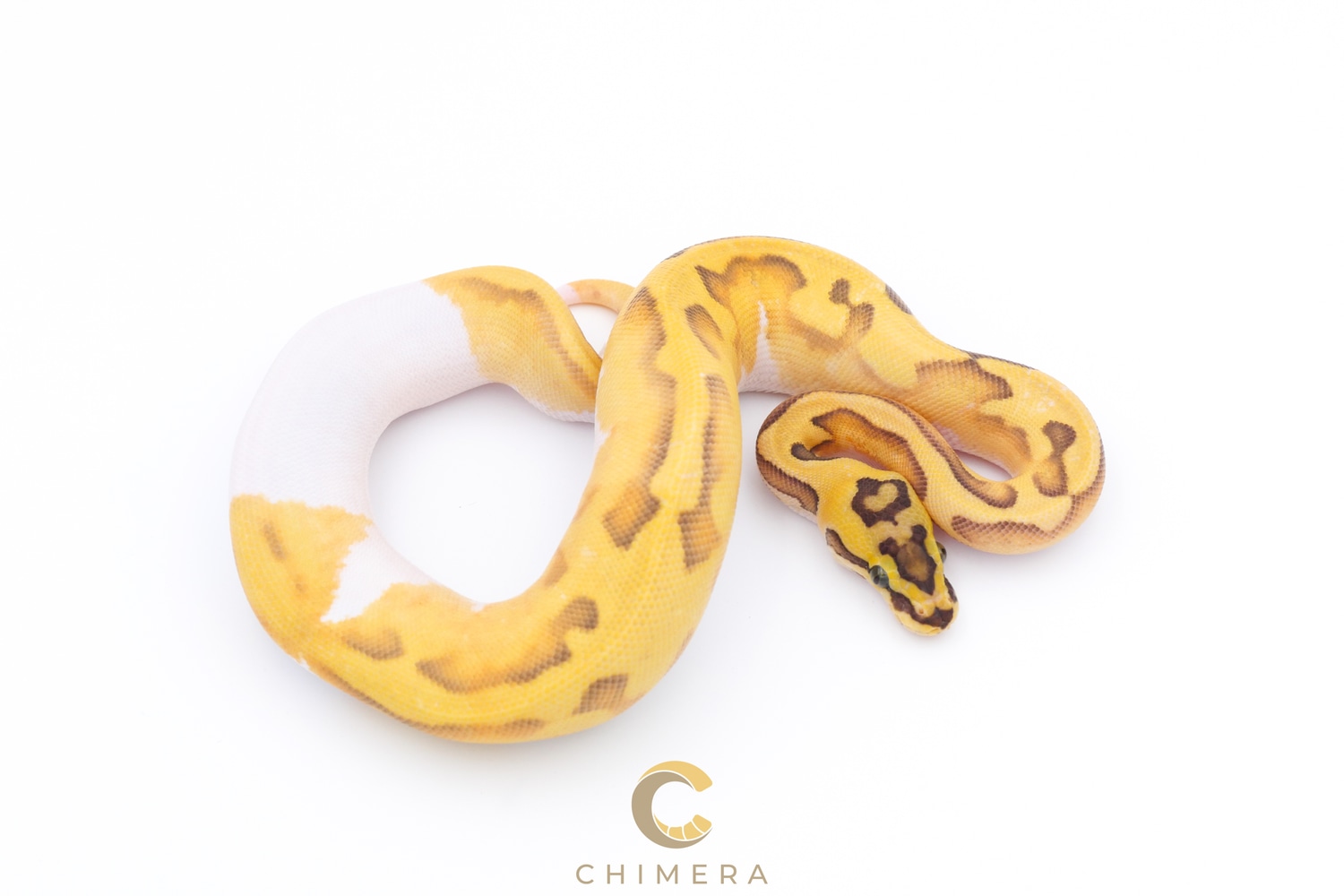 Hypo Pied Super Enchi Pastel Ball Python by Chimera - MorphMarket