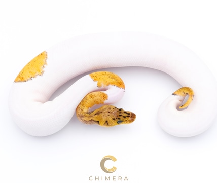 Pied Suma Ball Python by Chimera - MorphMarket