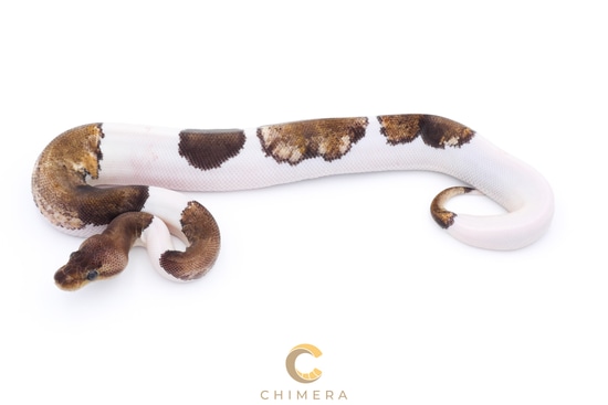 Pied Pastel Suma Ball Python by Chimera