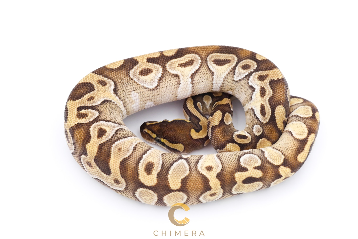 Monsoon ball gown dresses Clearance