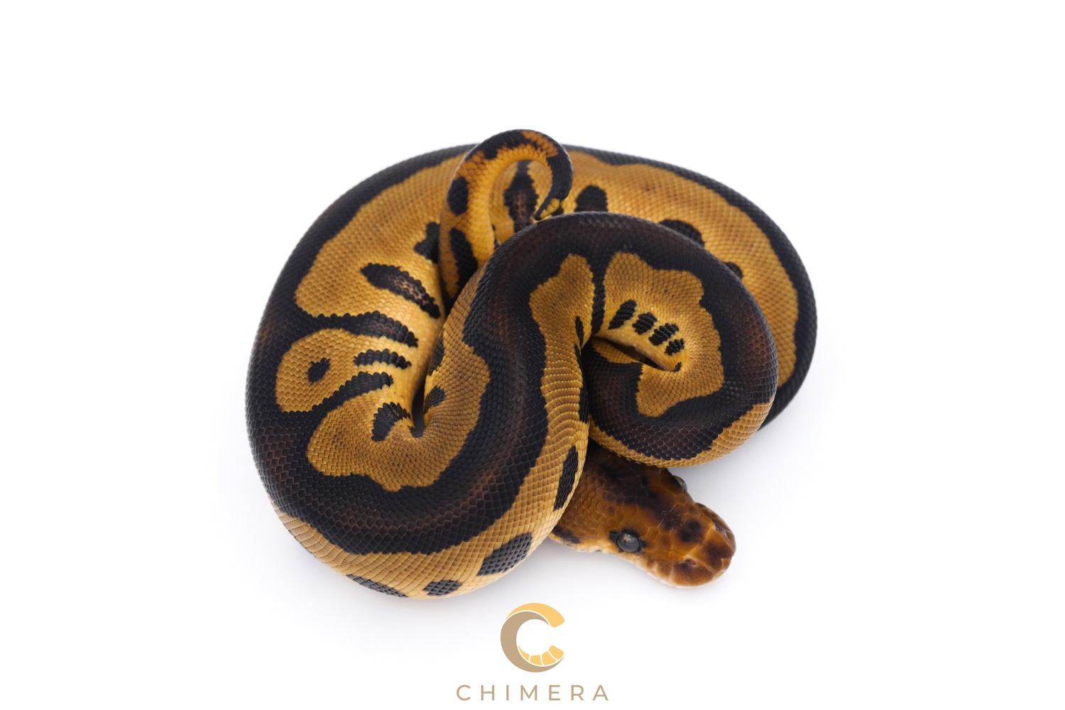 Leopard Mahogany Clown Ball Python by Chimera - MorphMarket