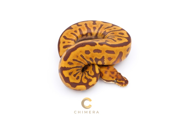 Leopard Spotnose Redstripe Ultramel Ball Python by Chimera