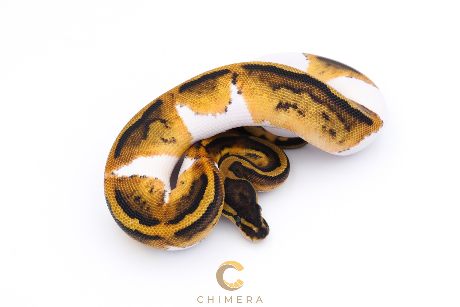 Pied 66% Het Axanthic (VPI) Ball Python by Chimera - MorphMarket