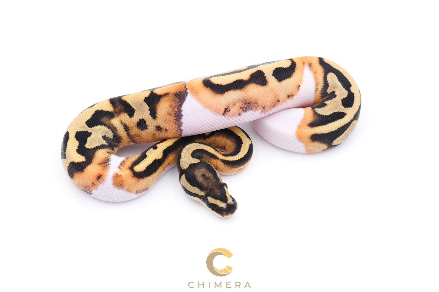 Desert Ghost Pied 50% Het Axanthic (VPI) 66% Het Cryptic Ball Python by ...