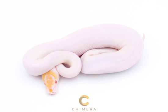 Pinto Ball Python Albino Pied Pinto Ball Python by Chimera