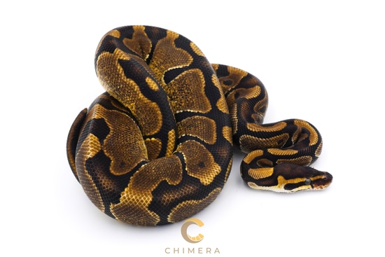 Enchi DH Ultramel Pied Ball Python by Chimera