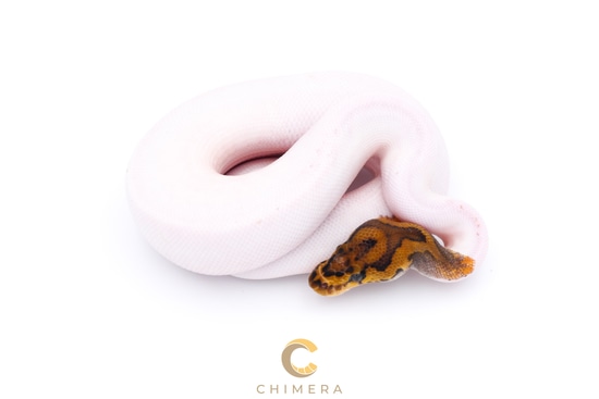Clown Pied Ball Python by Chimera