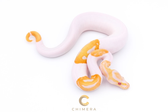 Candino Pied Ball Python by Chimera