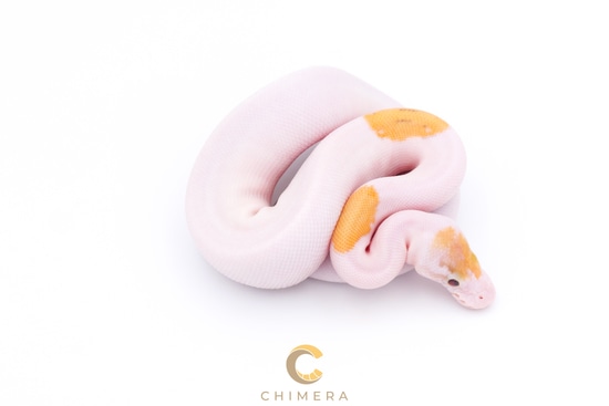 Pied Banana Pastel Pinto Ball Python by Chimera
