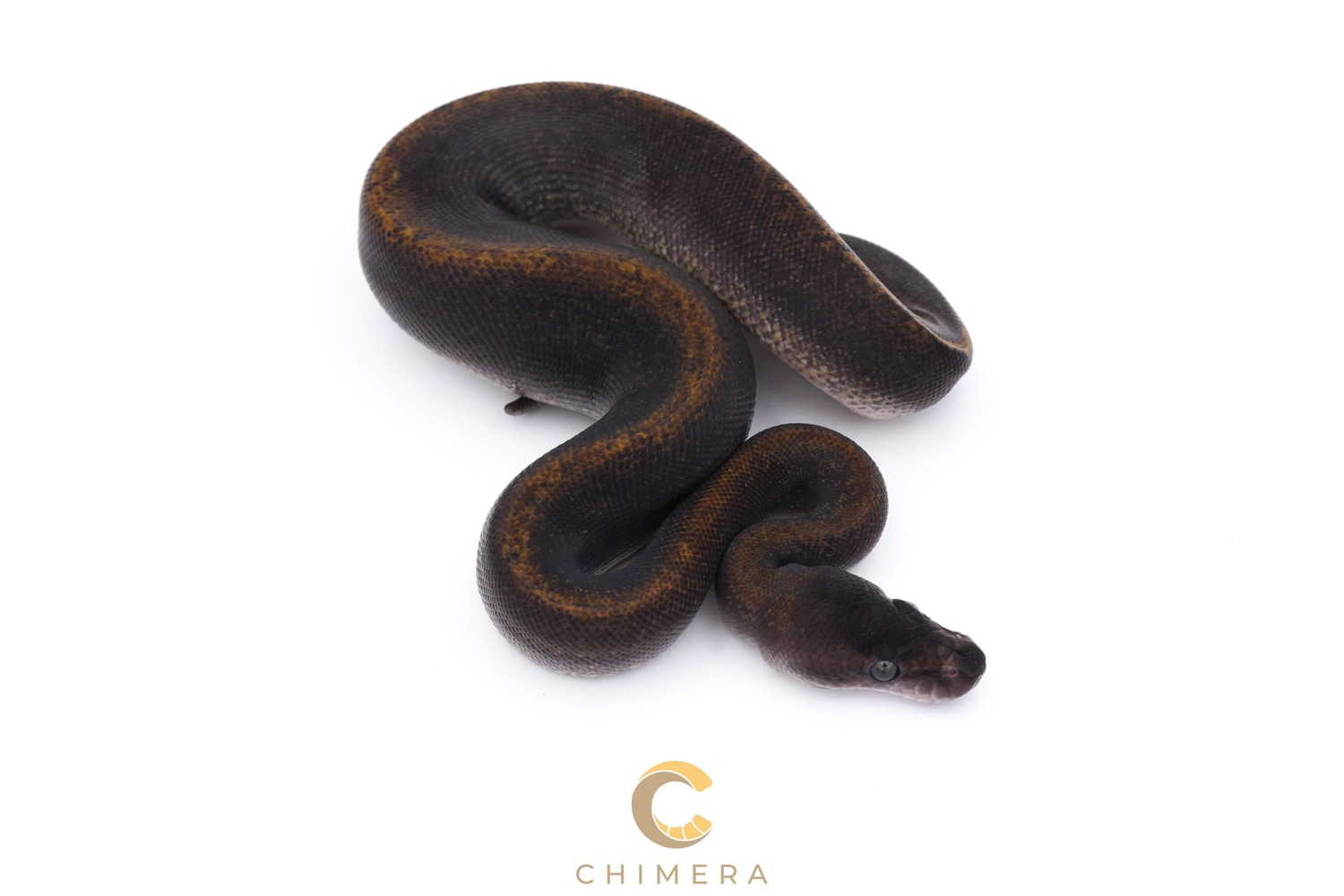 Suma 100% Het Pied Ball Python by Chimera - MorphMarket
