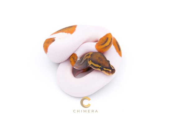 Hypo Pied Ball Python by Chimera