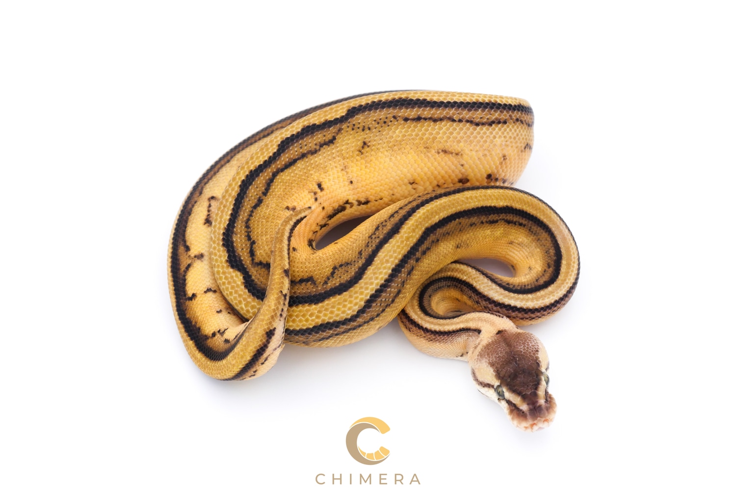 Pastel Leo GStripe 100 Het Desert Ghost (Het DGa Het DGb) 100 Het Cryptic Ball Python by