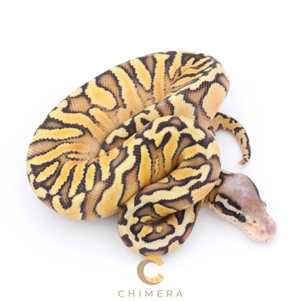 Suma 100% Het Pied Ball Python by Chimera - MorphMarket