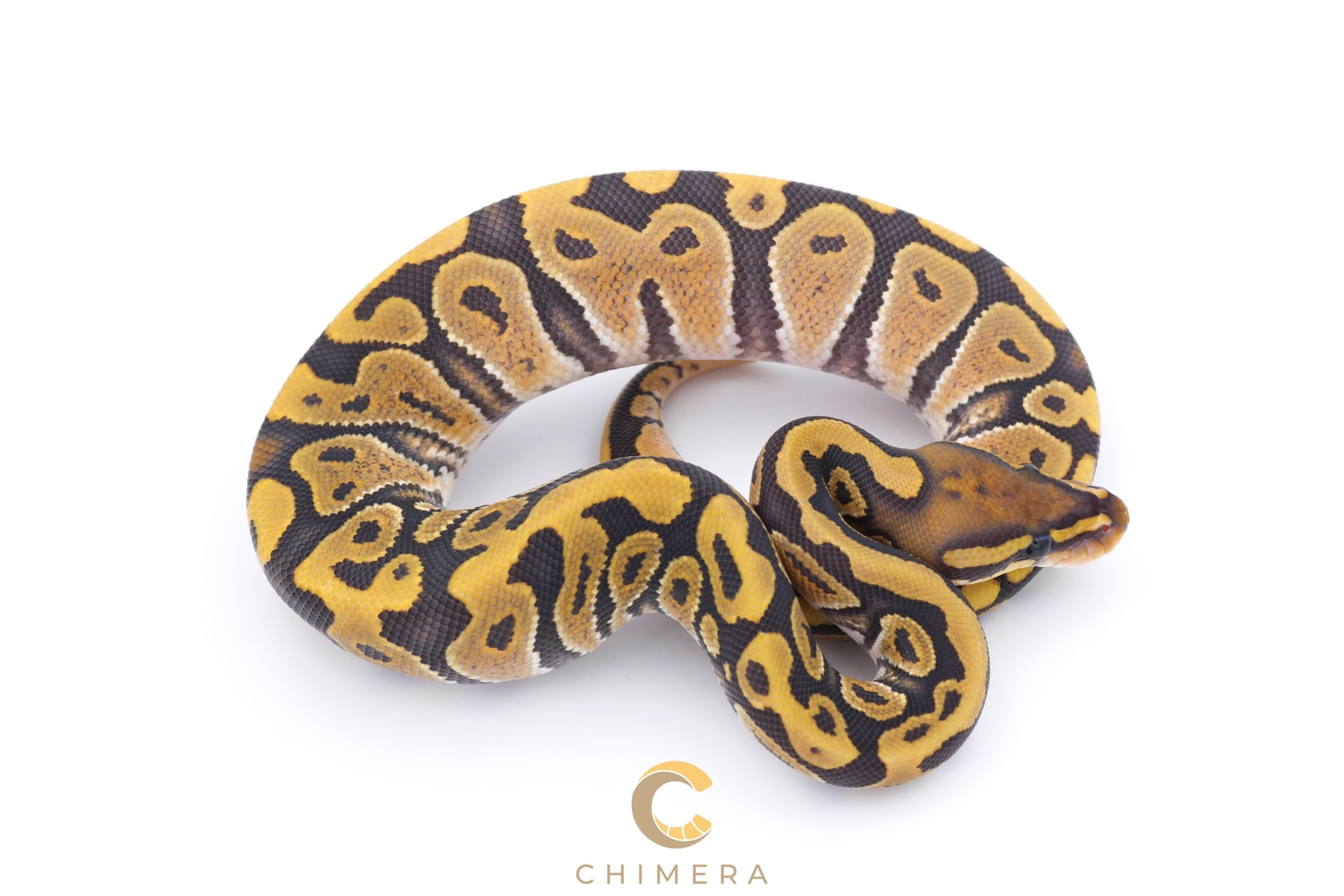 Hypo Het Zebra Ball Python by Chimera - MorphMarket