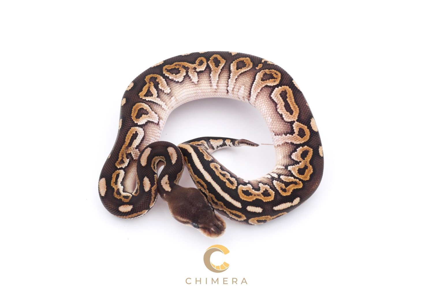 Cinnamon Mystic Het Ultramel Ball Python by Chimera - MorphMarket