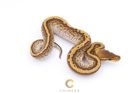 美品✨アメリ AMERI CLOUDY PYTHON ALL IN ONE Python All-In-One For Dummies: 9781119557593: Computer