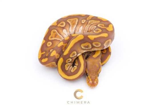 Mystic Blackhead Ultramel Ball Python by Chimera
