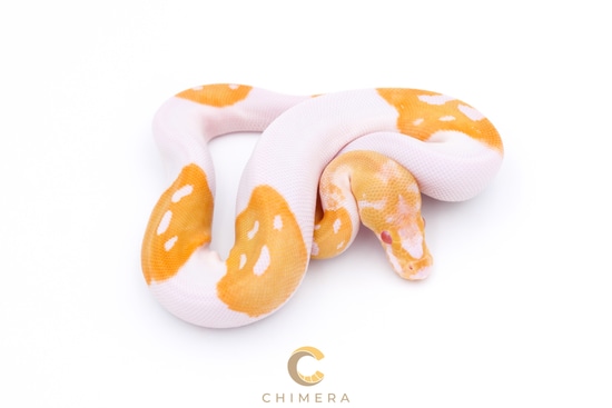Albino Clown Pied Ball Python by Chimera