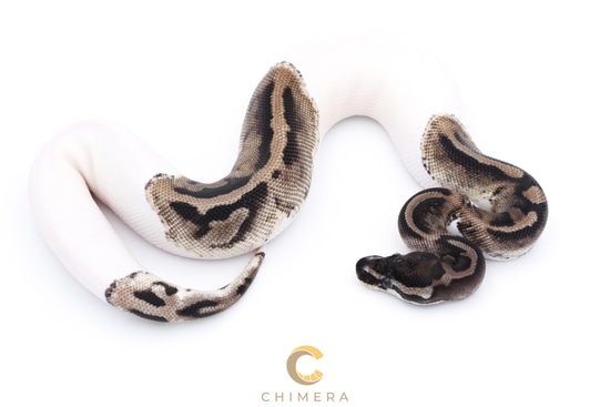 Axanthic (VPI) Pied Ball Python by Chimera