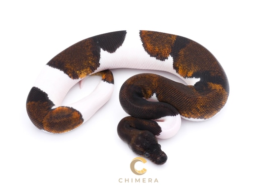 Pied Suma Ball Python by Chimera