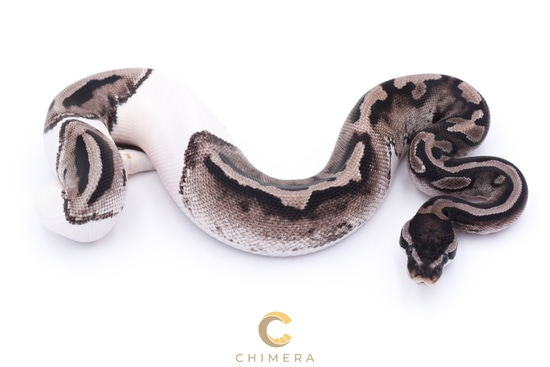 Axanthic (VPI) Pied Ball Python by Chimera