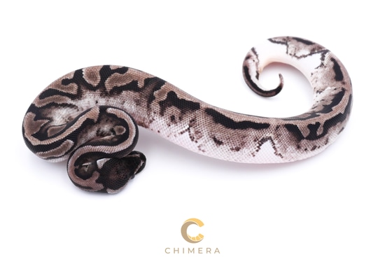 Axanthic (VPI) Pied Ball Python by Chimera