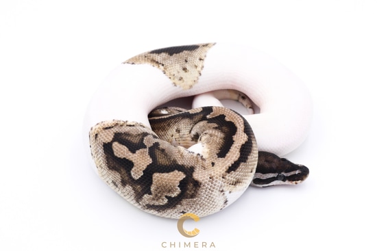 Axanthic (VPI) Pied Ball Python by Chimera