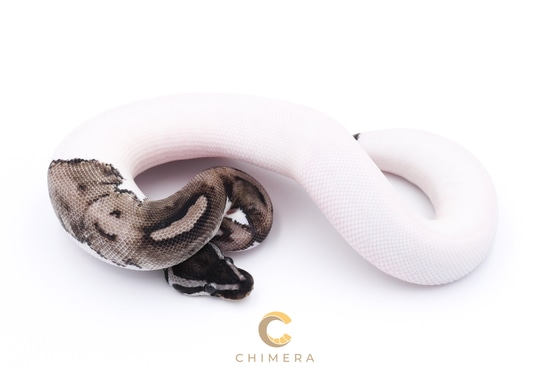 Axanthic (VPI) Pied Ball Python by Chimera