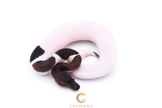 Pied Suma Ball Python by Chimera