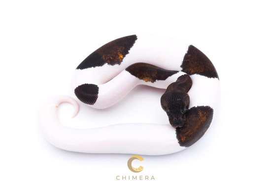 Pied Suma Ball Python by Chimera
