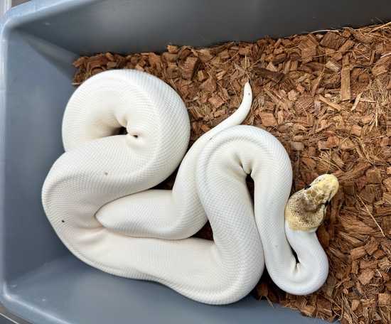 Spider Pied Ball Python by Chimera