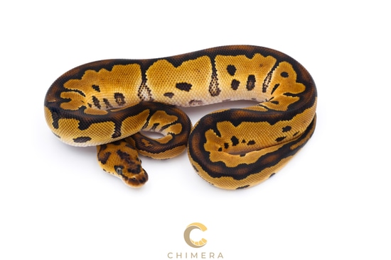 Clown Ball Python by Chimera