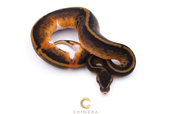 Pied Mahogany Ball Python by Chimera