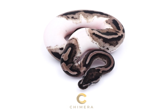 Axanthic Pied Ball Python by Chimera