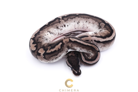 Axanthic Pied Ball Python by Chimera
