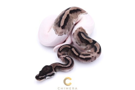 Axanthic Pied Ball Python by Chimera