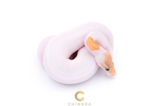 Pied Banana Pinto Ball Python by Chimera