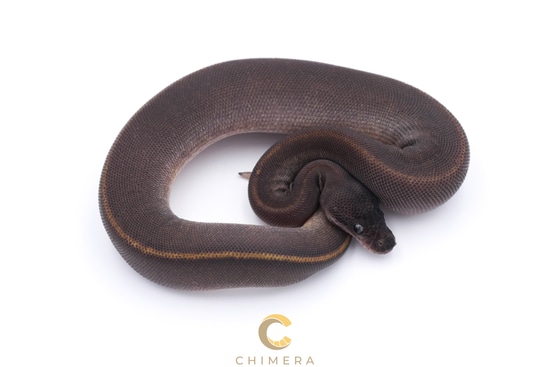 Suma Het Pied Ball Python by Chimera