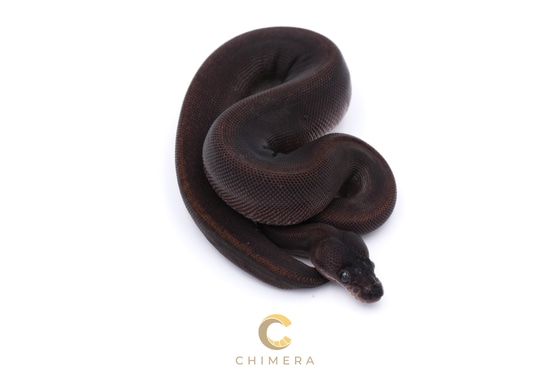 Suma Het Pied Ball Python by Chimera