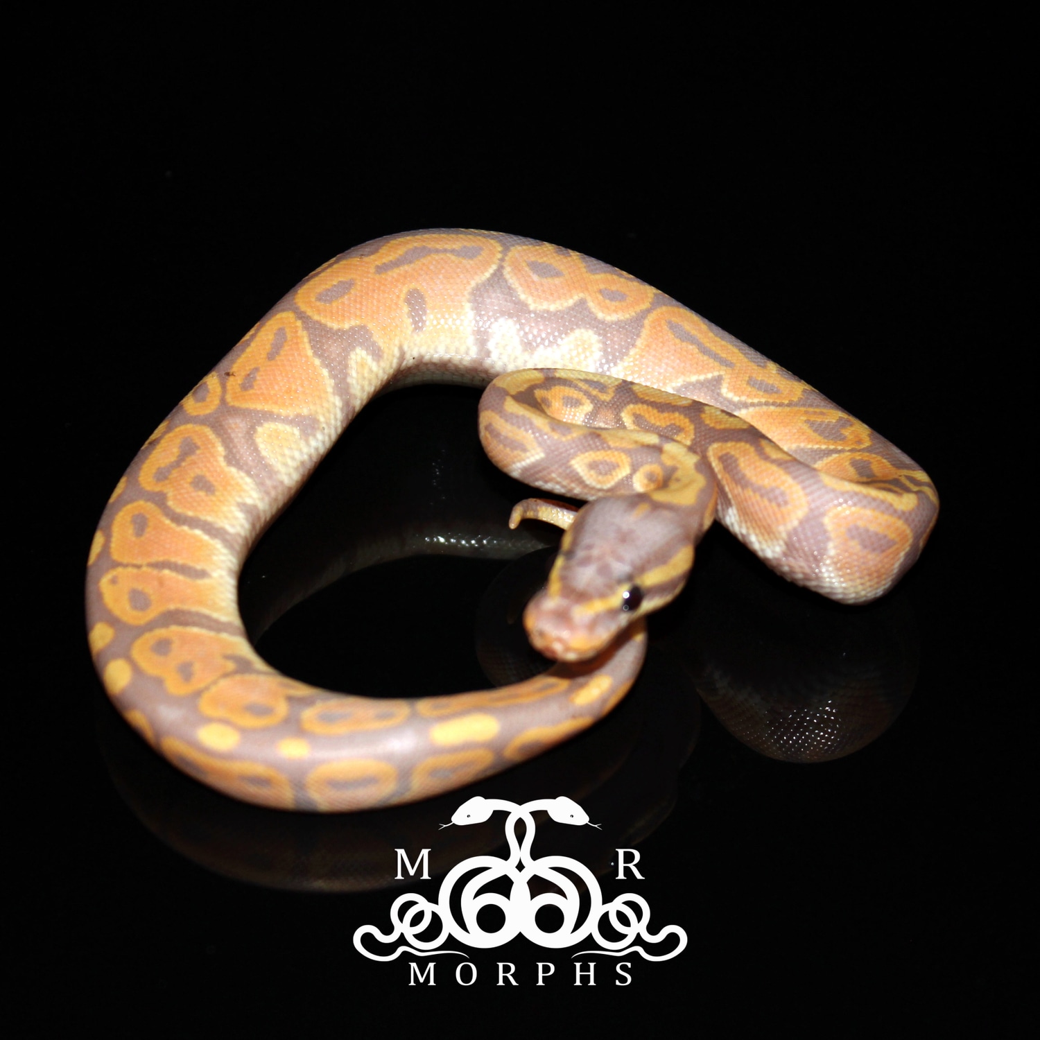 Banana Ghost Ball Python by MR Morphs MorphMarket