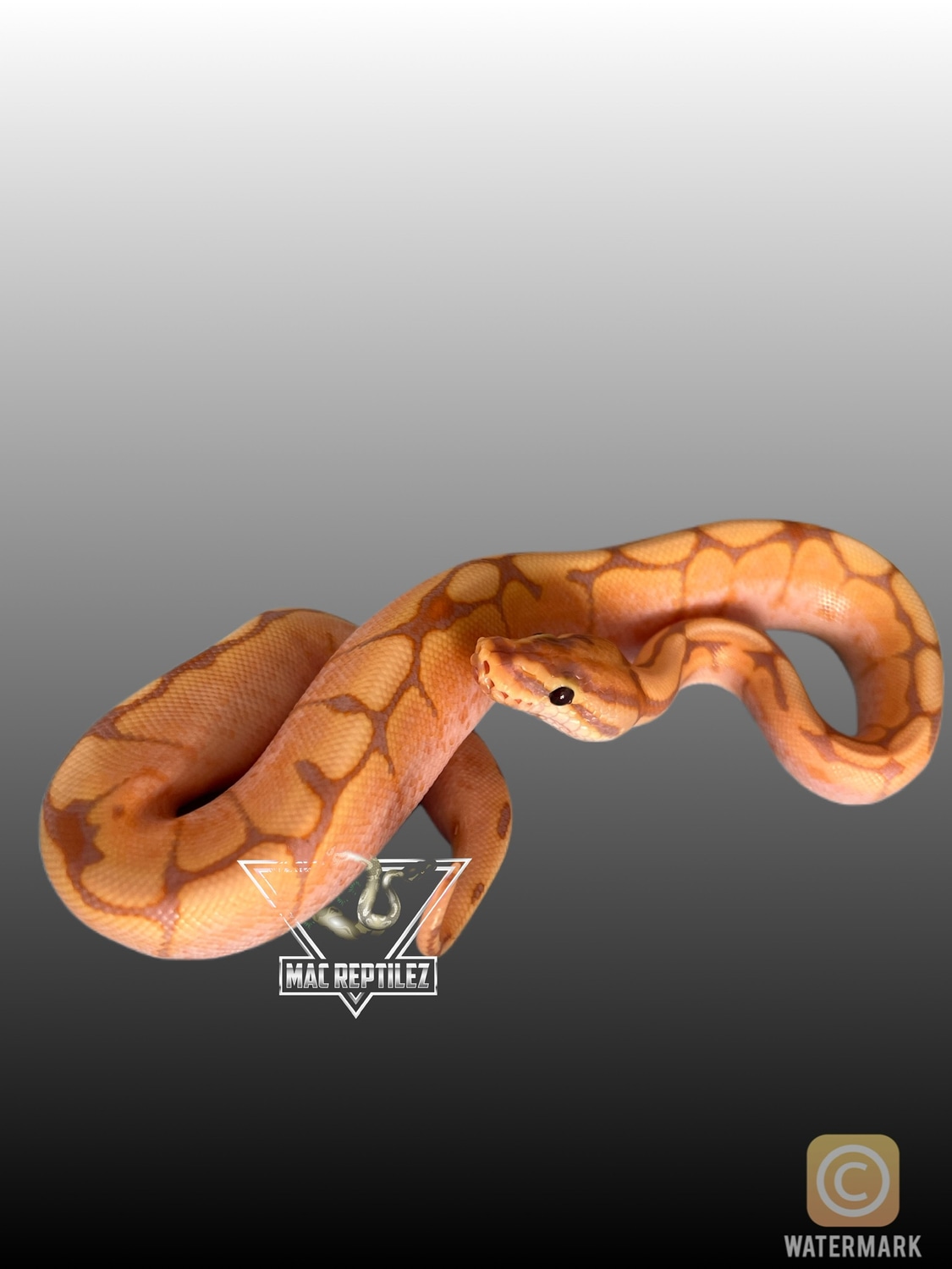 Banana Spider Ball Python by MacReptilez MorphMarket