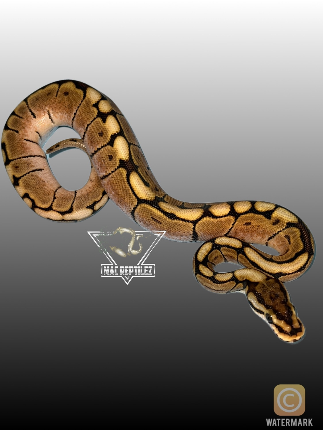 Mojave Spider Ball Python by MacReptilez - MorphMarket