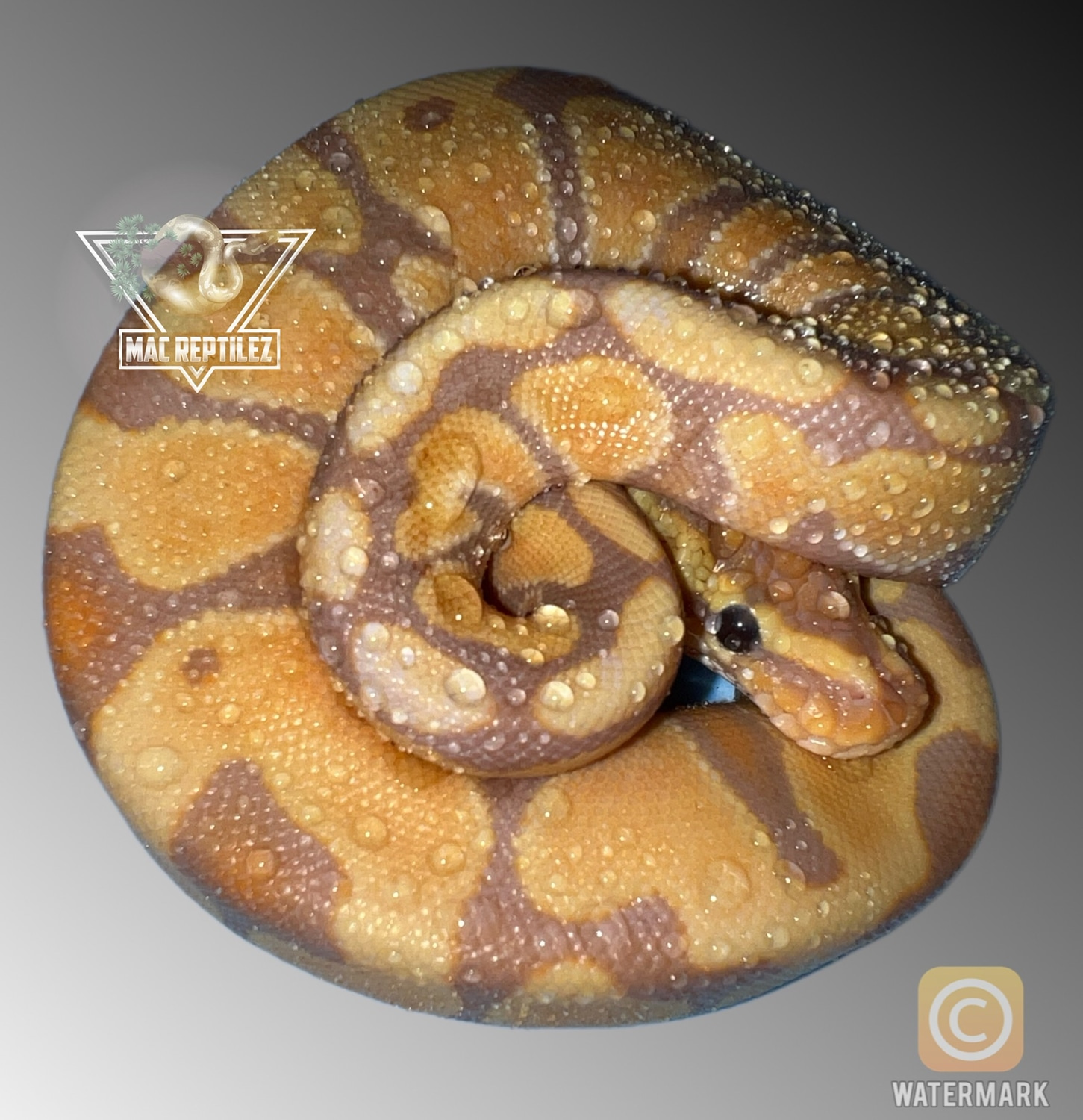 Banana Enchi Pos Het Clown Ball Python by MacReptilez - MorphMarket