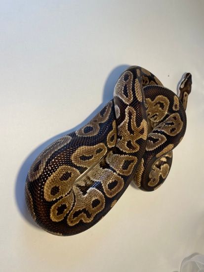 Dinker Ball Python by Morphin' Macs