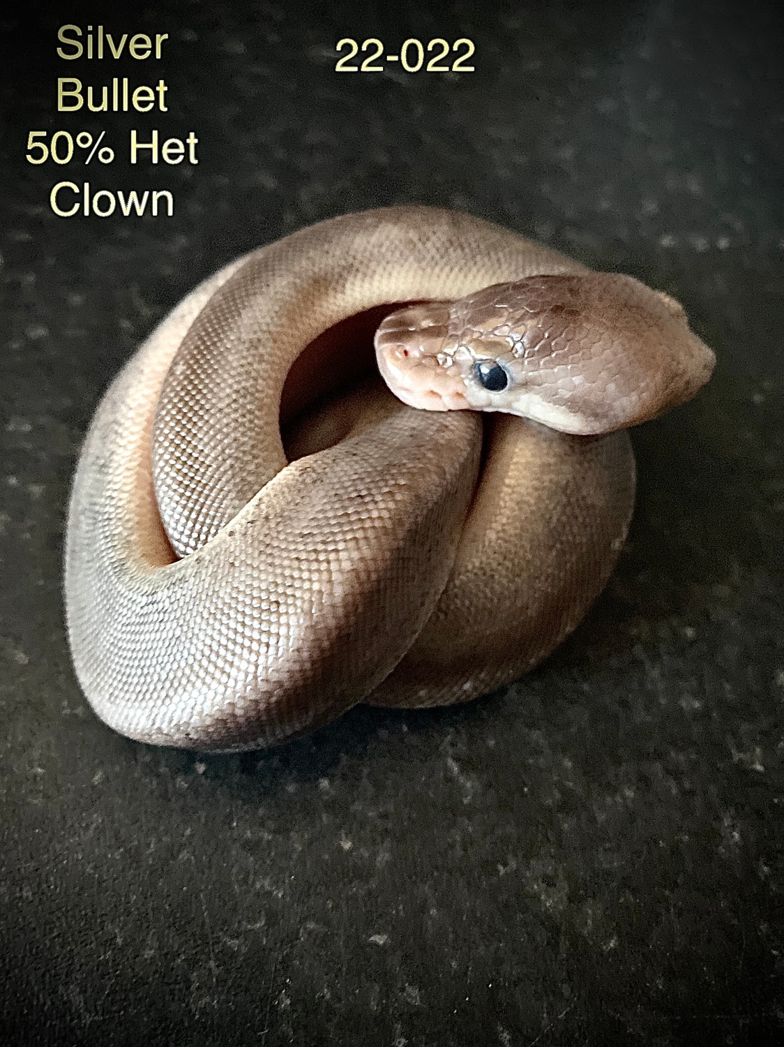 Silver Bullet 50% Het Clown Ball Python by Morphin’ Macs - MorphMarket