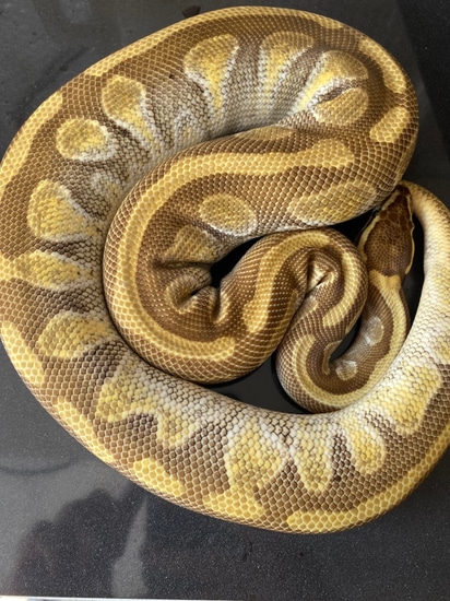 Enchi Butter Ball Python by Morphin' Macs