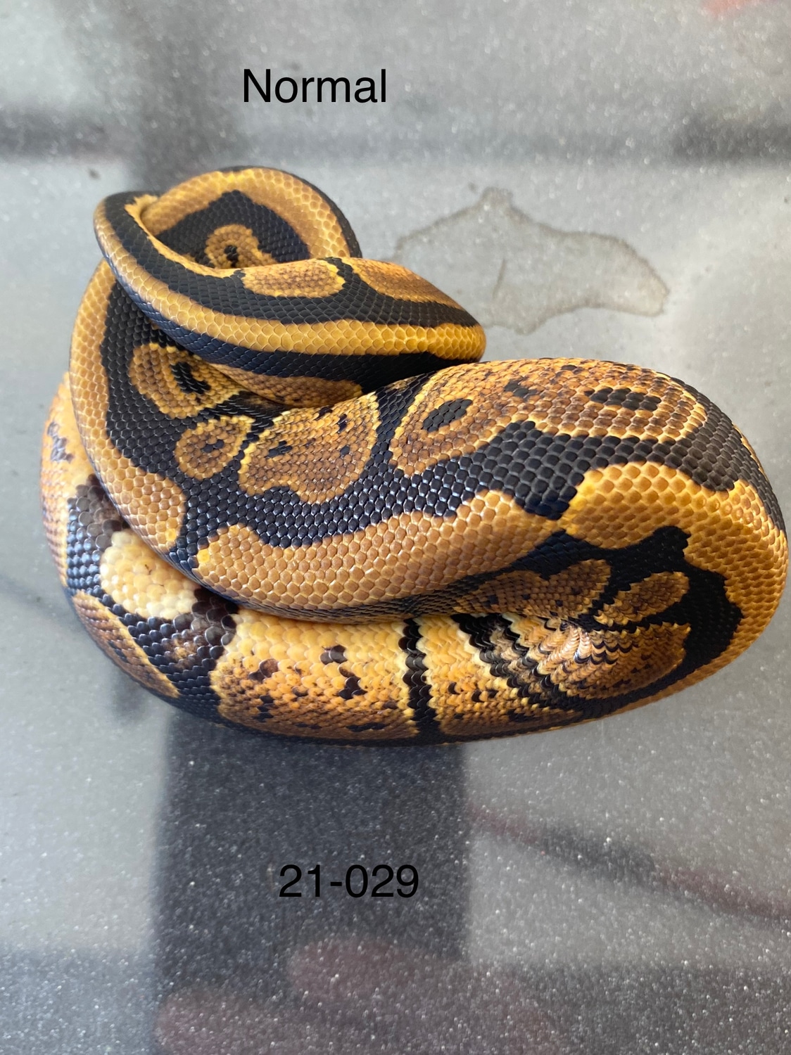 Wildtype Normal Pos Het Pied Ball Python by Morphin' Macs - MorphMarket