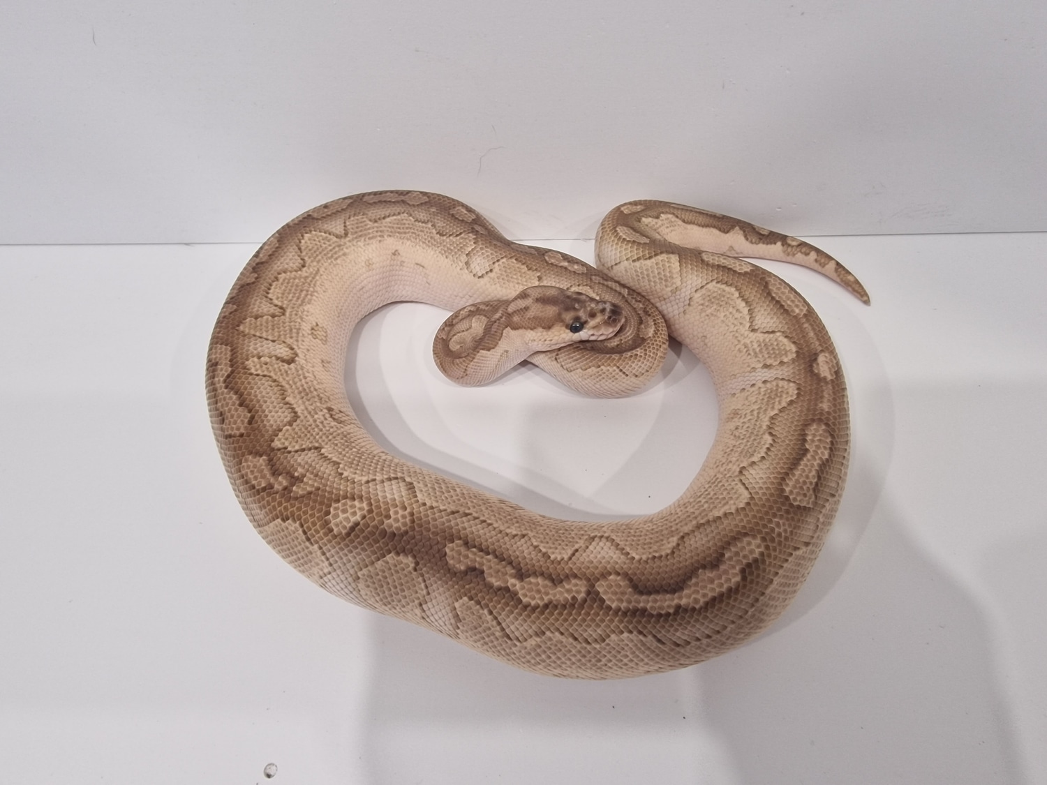 Lesser Clown Ball Python by Mad About Balls MorphMarket