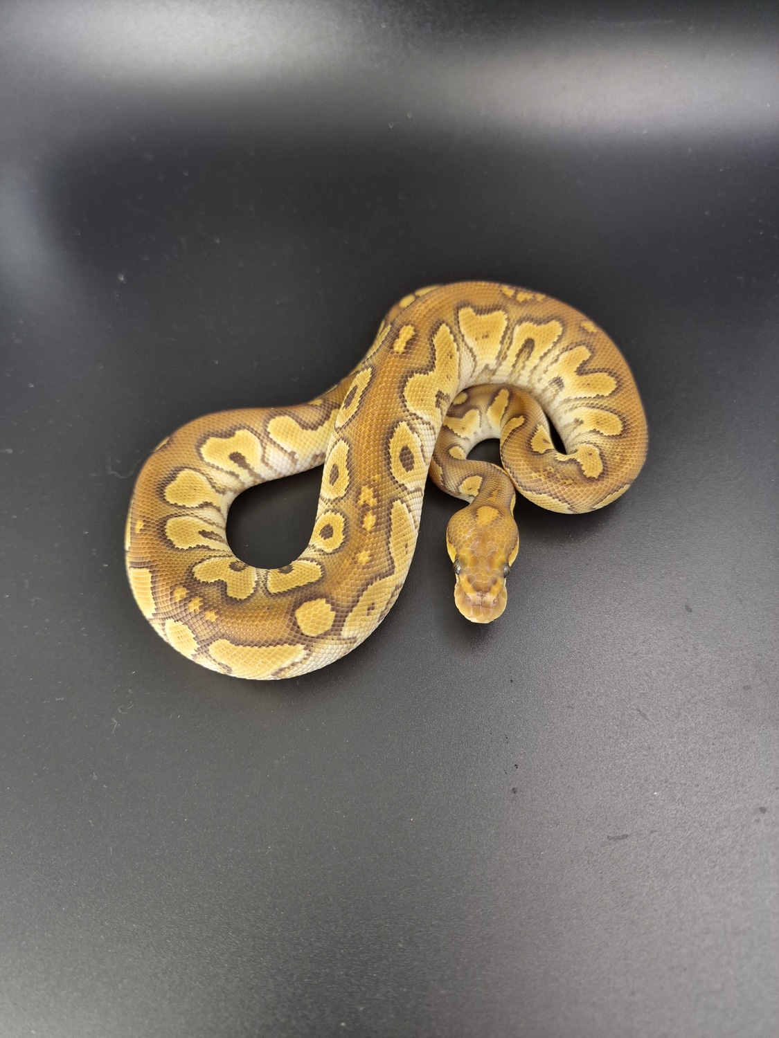 Mojave Clown Ball Python by Mad About Balls - MorphMarket